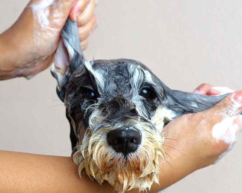 How often should I wash my dog?