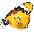 https://sydneyk9petcare.com.au/wp-content/uploads/2019/08/butterfly.png