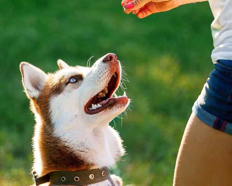 Tips for helping your dog overcome its fear of other dogs