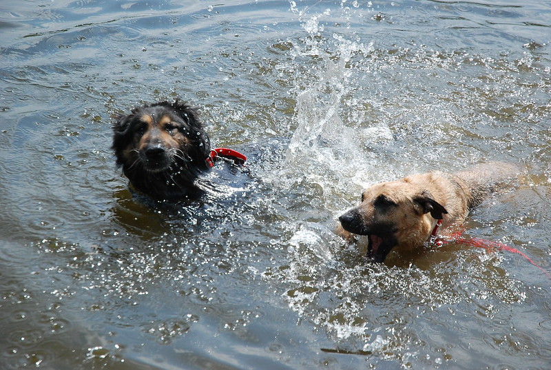 Is swimming good for my dog?