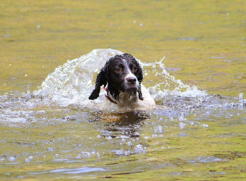 Keeping Your Dog Cool on Hot Days